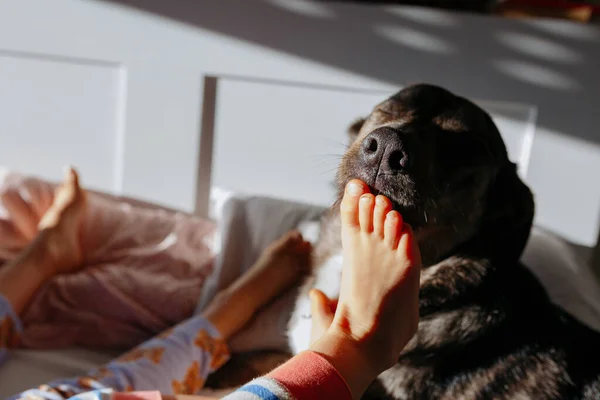 Köpek Sabah Vakti Yatakta Yalınayak Küçük Çocuğu Yalıyor — Stok fotoğraf