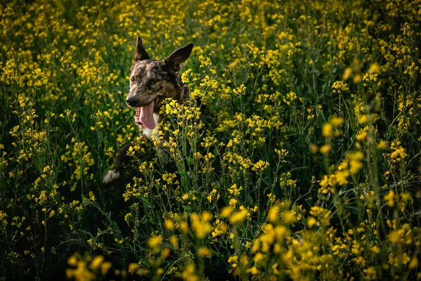 dog with ears up and tongue out running fast in the field with yellow flowers