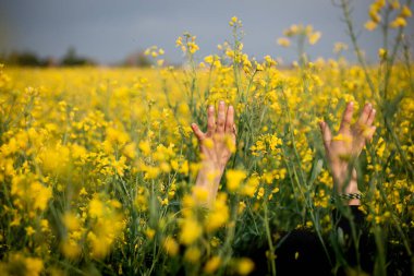 Sarı çiçeklerle dolu tarlanın ortasında yükselen kolların dikiz görüntüsü