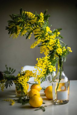 Beyaz masadaki vazoların içinde limonlu mimozalar hala hayat dolu.