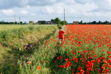 Kırmızı elbiseli çocuk ve haşhaş tarlasında birlikte koşan gri köpeğin geniş açılı görüntüsü