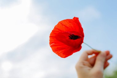 Bir kadının elinde gökyüzüne bakan gelincik çiçeğinin düşük açılı görüntüsü