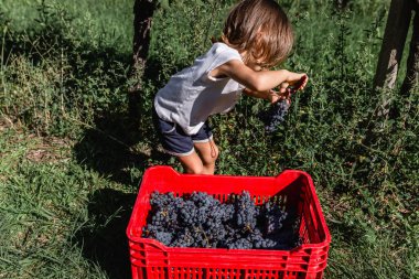 Çiftlikteki üzümden üzüm toplayan küçük bir çocuk manzarası.