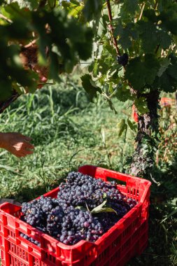 Güneşli bir günde, yaşlıların el yapımı üzüm topladığı yakın çekim görüntüsü.