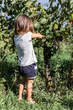 Güneşli bir günde çiftlikte üzüm toplayan küçük bir kızın dikiz aynasından.