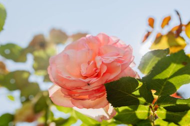 Güneşli bir günde bahçedeki pembe gül çalılarının düşük açılı görüntüsü