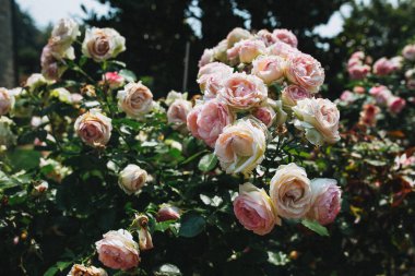 bahçede çiçek açan gül bush