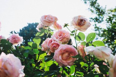 Güneş ışığıyla yıkanmış narin pembe güller kümesi yumuşak, rüya gibi bir arka plan ve berrak bir gökyüzü üzerine kurulmuş.