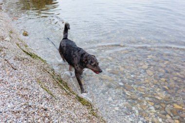 Bir köpek şu anda güzel kayalık bir sahilde sakin sularda koşuyor, manzaranın ve doğanın tadını çıkarıyor.