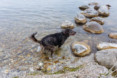 Büyük koyu gri köpek kayalık bir sahilde sığ sularda koşuyor.