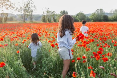Haşhaş tarlasında çiçek toplayan üç kız grubunun arka görüntüsü.