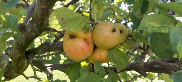 Elma Ağacı Bahçesinde Elmalar — Stok fotoğraf