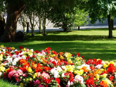 green grass colourful flowers flowerbed