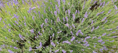 İngiliz lavanta bitkisi izole edildi