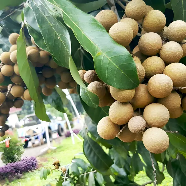 stock image indonesian tradional fruit longan