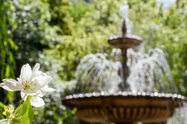 Parktaki güzel çeşme