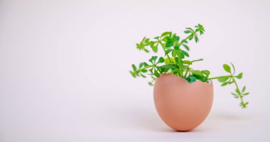 Tencerede yeşil bitki.