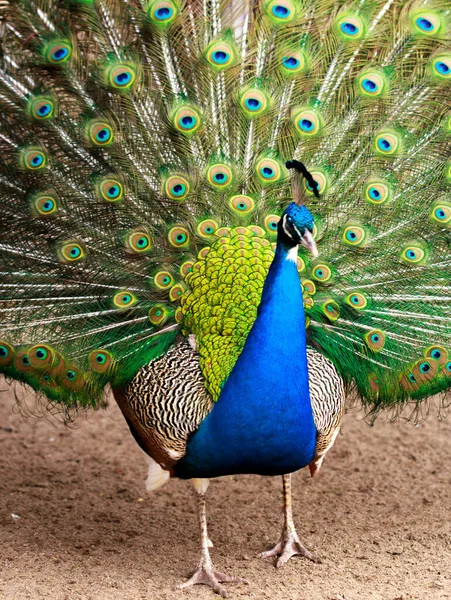 Paw Jasnym Upierzeniem Otwartym Ogonem Bliska Piękny Ptak Kolorowymi Piórami — Zdjęcie stockowe