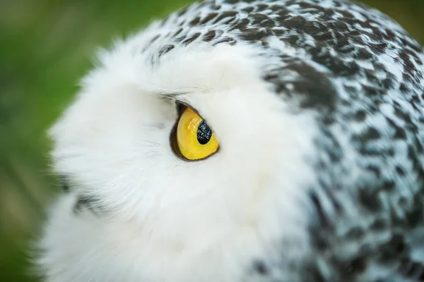 Owl Close Portrait Beautiful Predator Hunter Bird Yellow Clazas Large — Stock Photo, Image