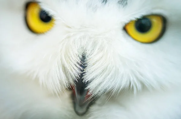 Baykuş Yaklaş Güzel Bir Yırtıcı Avcı Kuşun Portresi Sarı Kekler — Stok fotoğraf