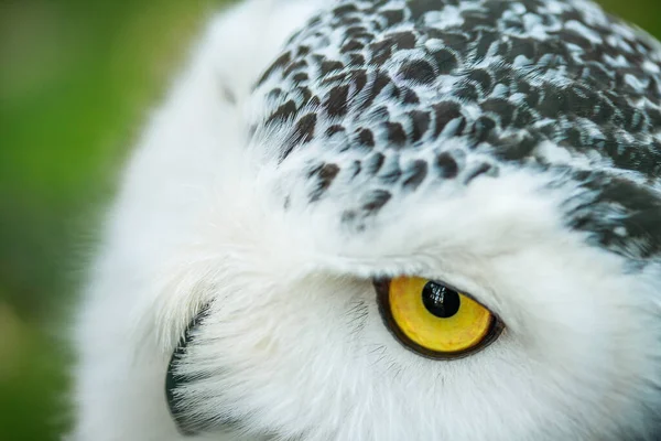 Owl Close Portrait Beautiful Predator Hunter Bird Yellow Clazas Large — Stock Photo, Image
