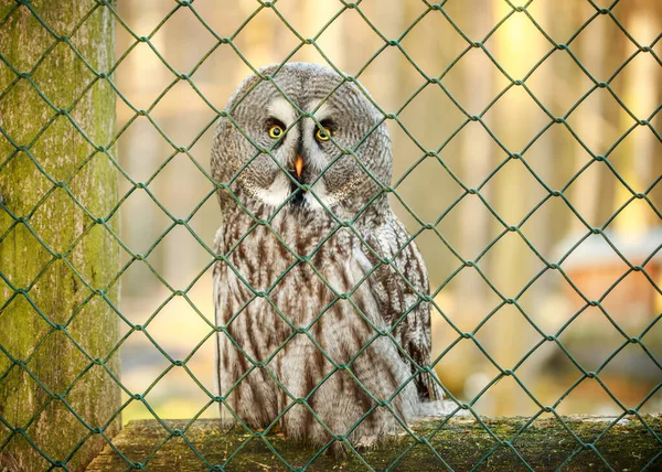 Gray owl on a branch in a cage. Bird at the zoo. Wild hunter bird owl behind bars.