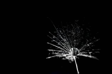 Su bir karahindibanın üzerine düşer. makro fotoğrafçılık. Siyah arkaplana yakın çekim yapar.