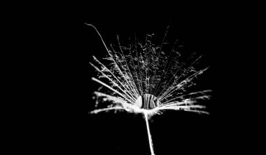 Su bir karahindibanın üzerine düşer. makro fotoğrafçılık. Siyah arkaplana yakın çekim yapar.