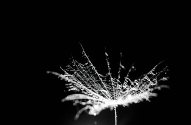 Su bir karahindibanın üzerine düşer. makro fotoğrafçılık. Siyah arkaplana yakın çekim yapar.