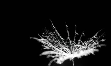 Su bir karahindibanın üzerine düşer. makro fotoğrafçılık. Siyah arkaplana yakın çekim yapar.