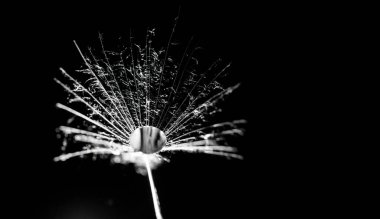 Su bir karahindibanın üzerine düşer. makro fotoğrafçılık. Siyah arkaplana yakın çekim yapar.