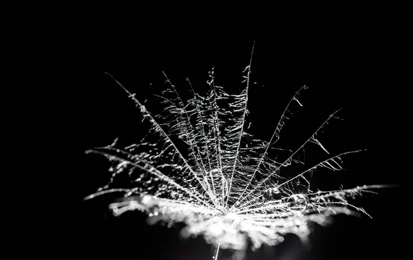 stock image Water drops on a dandelion. macro photography. Drops close-up on a black background.