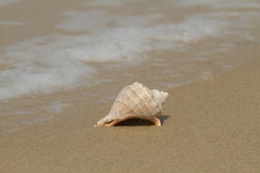 Kumdaki deniz kabuğu