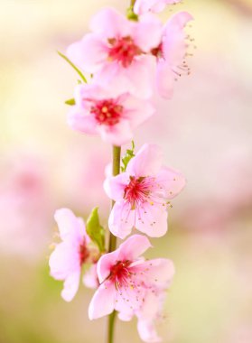 Pembe çiçekli bahar arkaplanı. Yumuşak odaklı, çiçekli badem makrosu dalları. Sakura. Çiçek açan kiraz. Paskalya ve bahar kartları. Güzel pembe arkaplan.