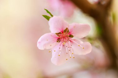 Pembe çiçekli bahar arkaplanı. Yumuşak odaklı, çiçekli badem makrosu dalları. Sakura. Çiçek açan kiraz. Paskalya ve bahar kartları. Güzel pembe arkaplan.