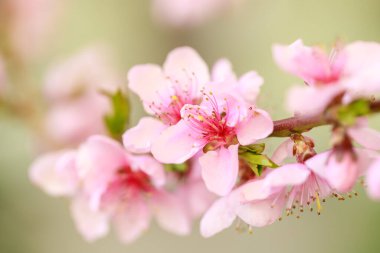 Pembe çiçekli bahar arkaplanı. Yumuşak odaklı, çiçekli badem makrosu dalları. Sakura. Çiçek açan kiraz. Paskalya ve bahar kartları. Güzel pembe arkaplan.