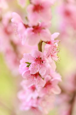 Pembe çiçekli bahar arkaplanı. Yumuşak odaklı, çiçekli badem makrosu dalları. Sakura. Çiçek açan kiraz. Paskalya ve bahar kartları. Güzel pembe arkaplan.