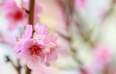 Pembe çiçekli bahar arkaplanı. Yumuşak odaklı, çiçekli badem makrosu dalları. Sakura. Çiçek açan kiraz. Paskalya ve bahar kartları. Güzel pembe arkaplan.