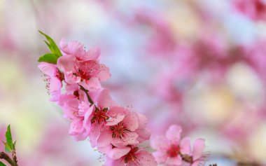 Pembe çiçekli bahar arkaplanı. Yumuşak odaklı, çiçekli badem makrosu dalları. Sakura. Çiçek açan kiraz. Paskalya ve bahar kartları. Güzel pembe arkaplan.