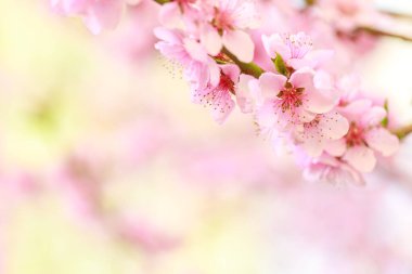 Pembe çiçekli bahar arkaplanı. Yumuşak odaklı, çiçekli badem makrosu dalları. Sakura. Çiçek açan kiraz. Paskalya ve bahar kartları. Güzel pembe arkaplan.