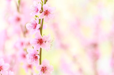 Pembe çiçekli bahar arkaplanı. Yumuşak odaklı, çiçekli badem makrosu dalları. Sakura. Çiçek açan kiraz. Paskalya ve bahar kartları. Güzel pembe arkaplan.