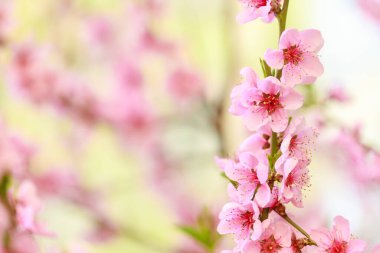 Pembe çiçekli bahar arkaplanı. Yumuşak odaklı, çiçekli badem makrosu dalları. Sakura. Çiçek açan kiraz. Paskalya ve bahar kartları. Güzel pembe arkaplan.