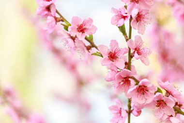 Pembe çiçekli bahar arkaplanı. Yumuşak odaklı, çiçekli badem makrosu dalları. Sakura. Çiçek açan kiraz. Paskalya ve bahar kartları. Güzel pembe arkaplan.
