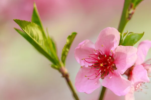 Fundo Primavera Com Flores Rosa Ramos Macro Amêndoa Floração Com — Fotografia de Stock