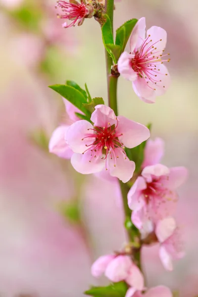 Wiosenne Tło Różowymi Kwiatami Gałęzie Kwitnącego Makra Migdałowego Miękkim Tłem — Zdjęcie stockowe
