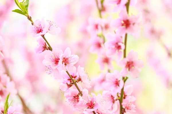 Spring Background Pink Flowers Branches Flowering Almond Macro Soft Focus — Stock Photo, Image