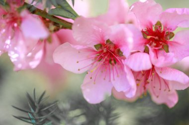 Bahçedeki güzel pembe çiçekler