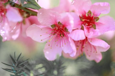 bir ağaçta pembe çiçekler