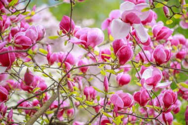Baharın başında pembe parlak manolya çiçekleri. Seçici odaklanma. Güzel doğal arka plan. Parktaki güzel çiçekler. Şenlik arka planı, duvar kâğıdı. İyi tatiller. Sevgililer Günü, Sevgililer Günü, düğün geçmişi.