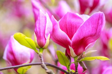 Baharın başında pembe parlak manolya çiçekleri. Seçici odaklanma. Güzel doğal arka plan. Parktaki güzel çiçekler. Şenlik arka planı, duvar kâğıdı. İyi tatiller. Sevgililer Günü, Sevgililer Günü, düğün geçmişi.